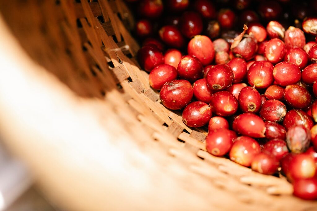 From above ripe fragrant coffee cherries heaped in wicker basket during harvesting season in sunny plantation